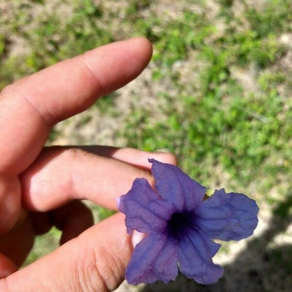 Ruellia tuberosa Kvet