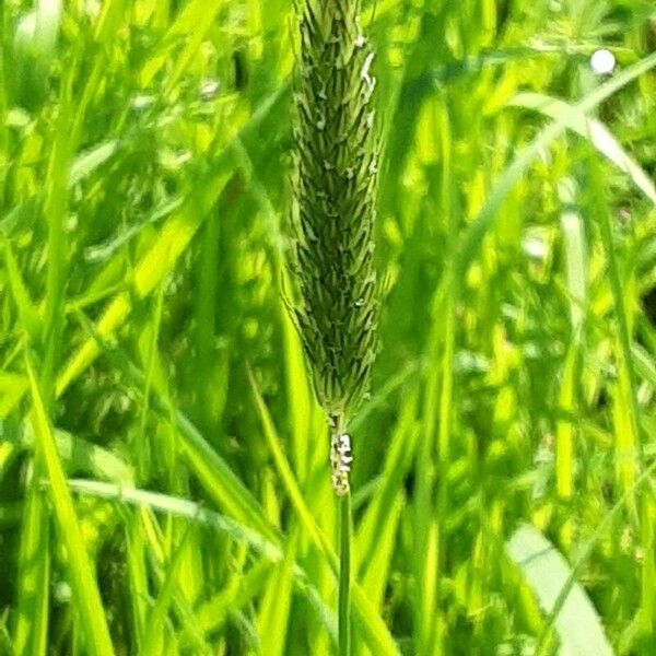 Alopecurus pratensis Flor