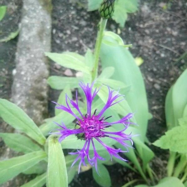 Centaurea montana Flors