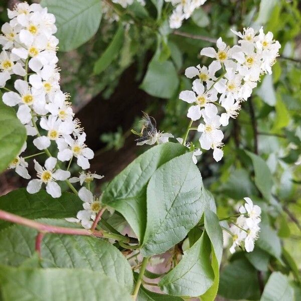 Prunus padus Bloem