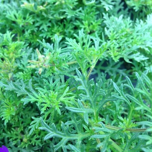 Verbena tenera Leaf