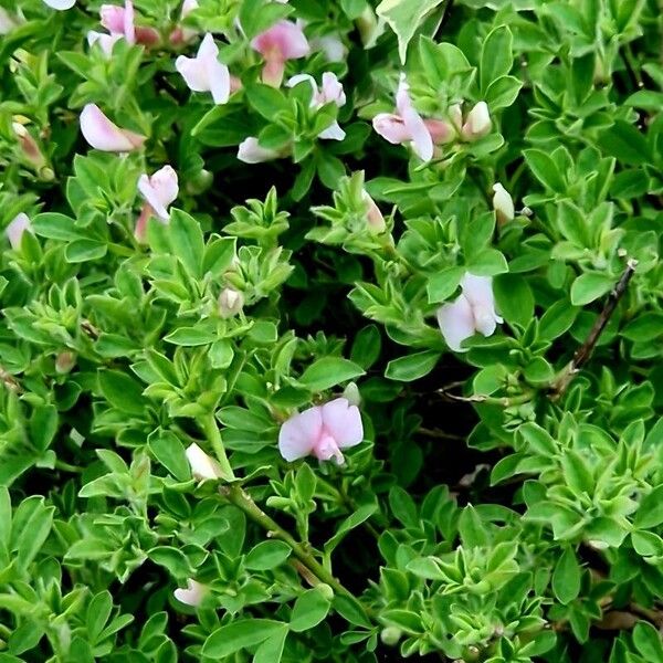 Chamaecytisus purpureus Flors