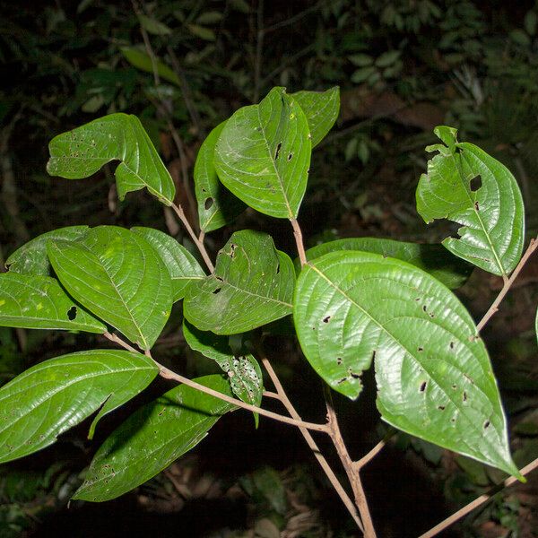 Ocotea nigra Blad