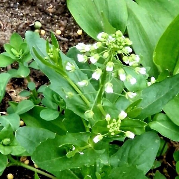 Thlaspi arvense Flower