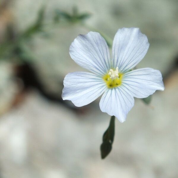 Linum lewisii Flors