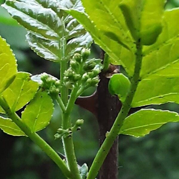 Zanthoxylum piperitum Blomst