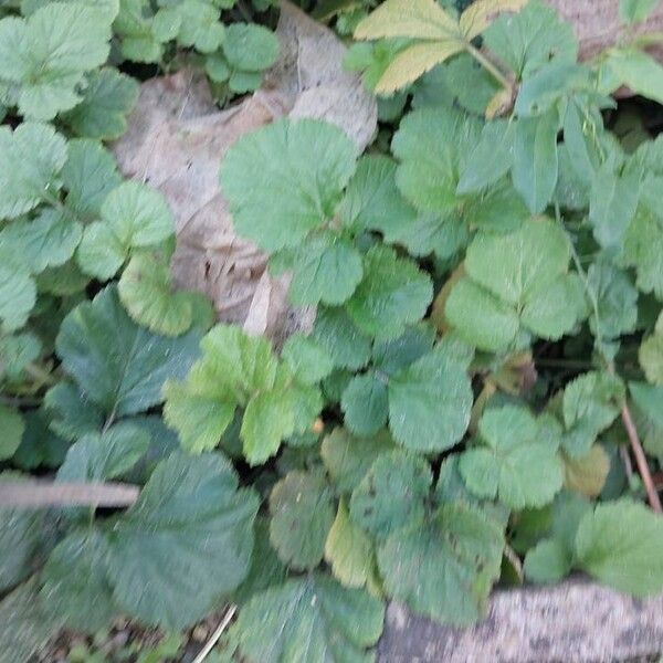 Geum heterocarpum Leaf