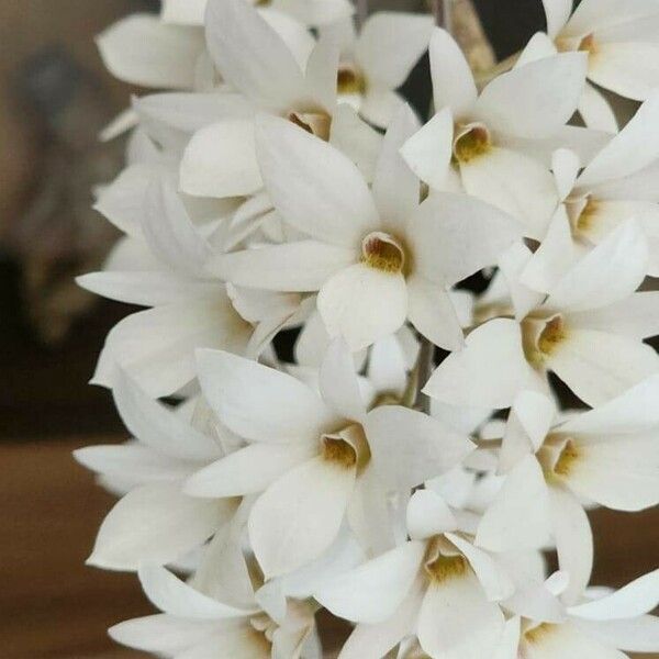 Dendrobium auriculatum Flower