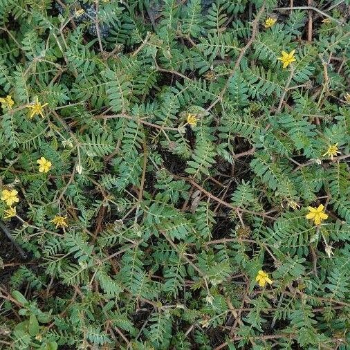 Tribulus terrestris Folha