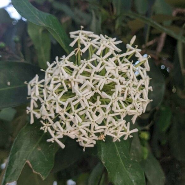 Ixora finlaysoniana Cvet