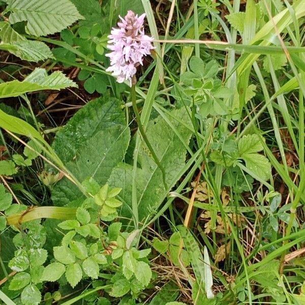 Dactylorhiza fuchsii 形态