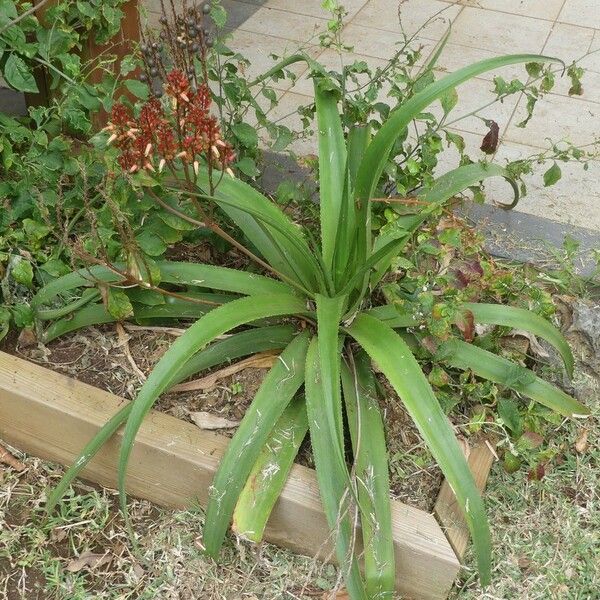 Aloe macra Habitus