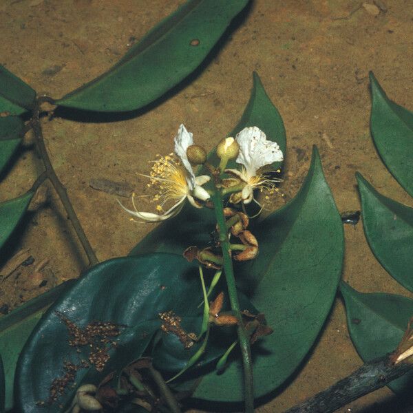 Swartzia polyphylla Цветок