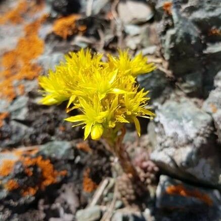 Sedum lanceolatum ফুল