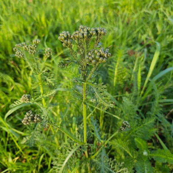 Achillea nobilis Leaf