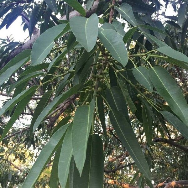 Ficus salicifolia Foglia