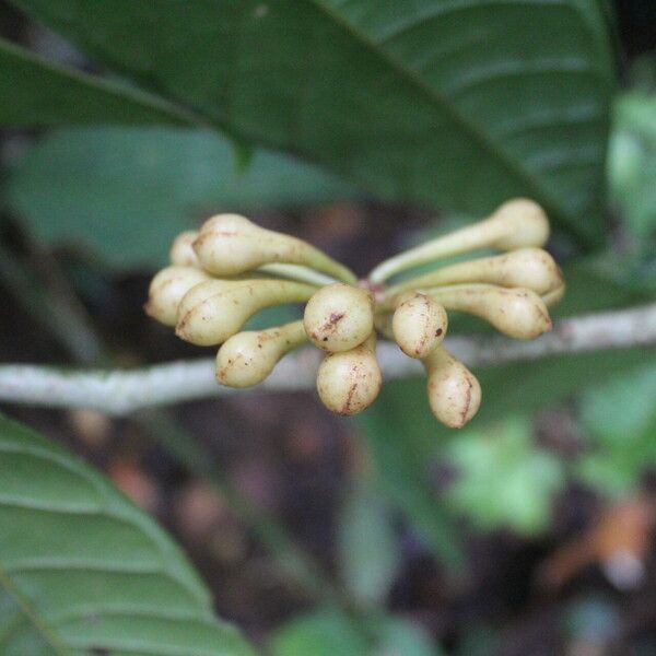 Anaxagorea phaeocarpa Fruit