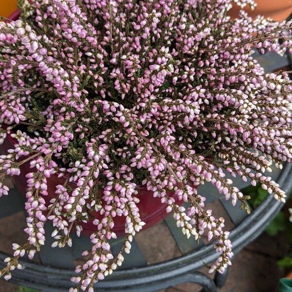 Calluna vulgaris Habit