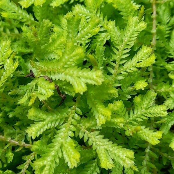 Selaginella kraussiana Folla