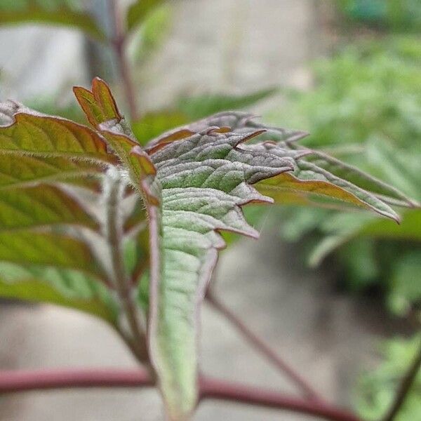 Campsis radicans Levél