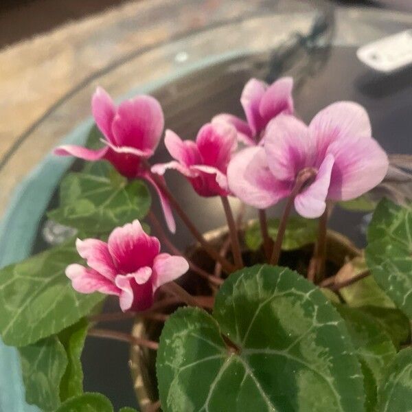 Cyclamen persicum Flower