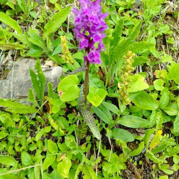 Dactylorhiza majalis Hábito