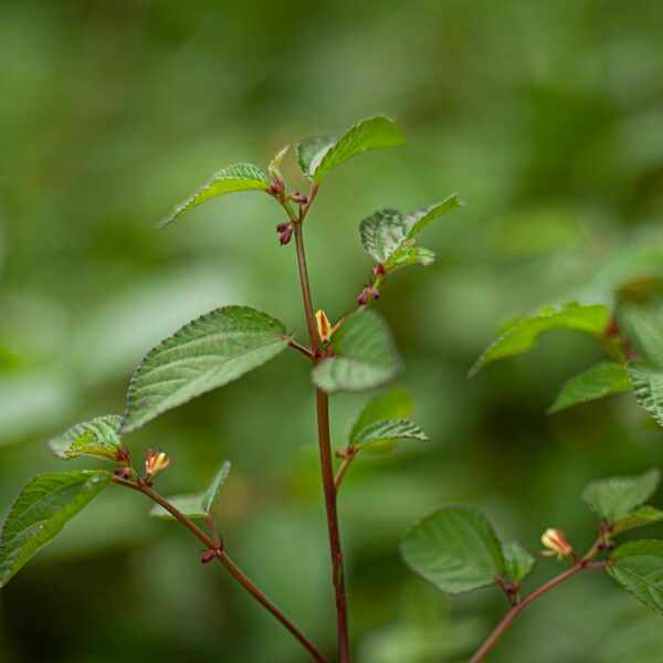 Corchorus aestuans Staniste