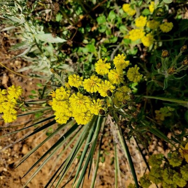 Eriogonum umbellatum फूल