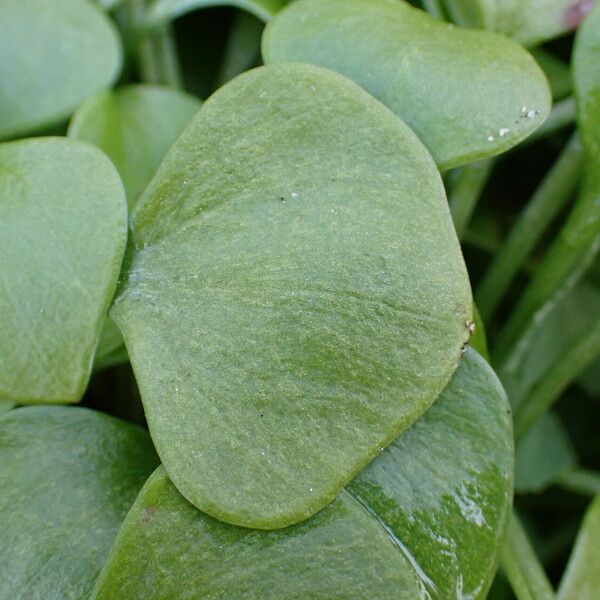 Claytonia perfoliata Ліст