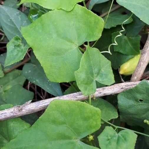 Coccinia grandis Fuelha