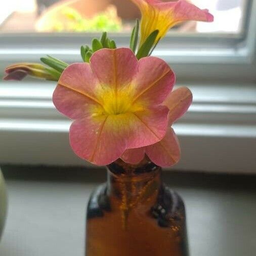 Petunia x hybrida Fleur