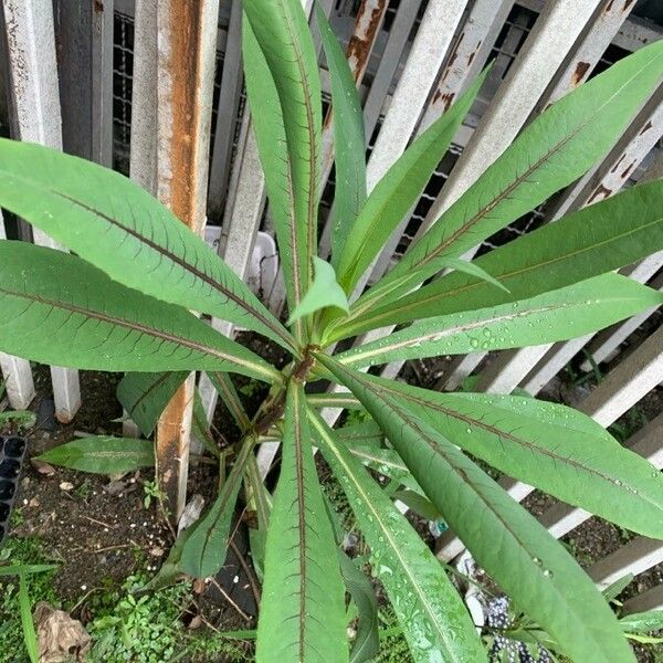 Pterocypsela indica Folha