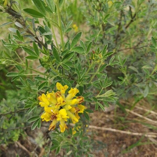 Chamaecytisus hirsutus Virág