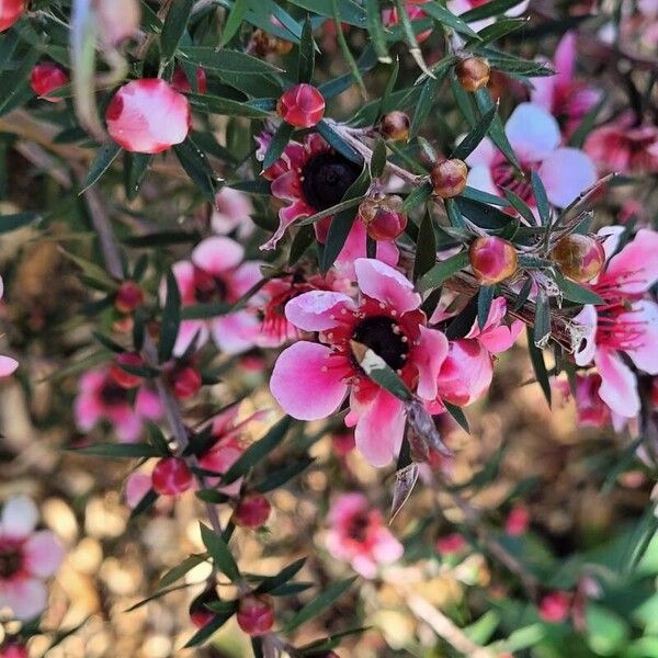 Leptospermum scoparium Virág