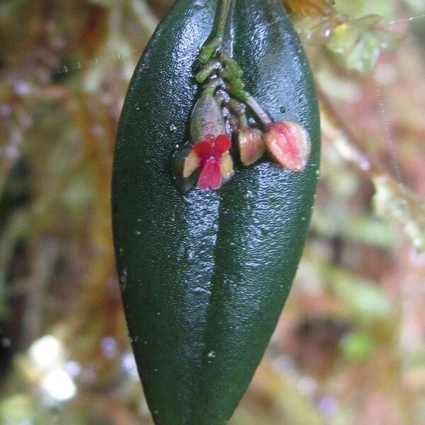 Lepanthes lindleyana Flower