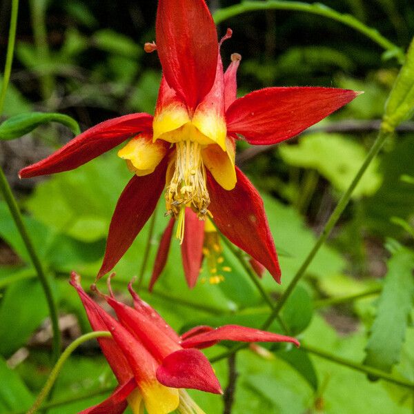 Aquilegia formosa Blodyn