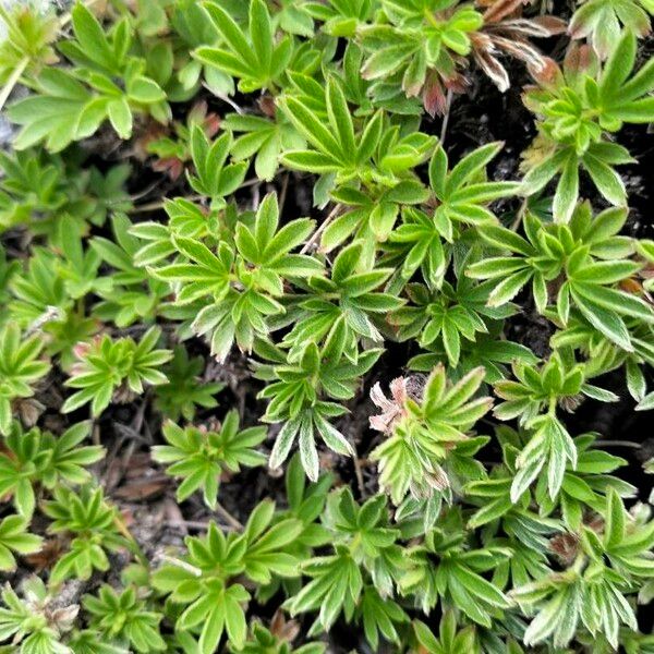 Potentilla clusiana Blad