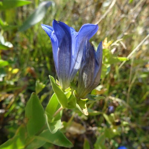 Gentiana calycosa Flower