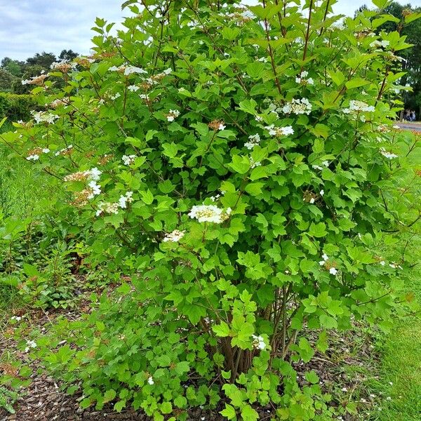 Viburnum sargentii Habit