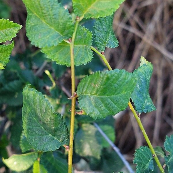 Ulmus minor Frunză