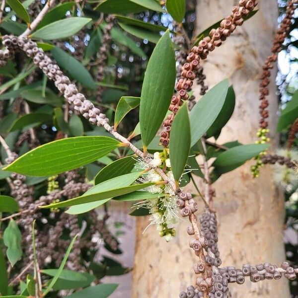 Melaleuca quinquenervia Fuelha