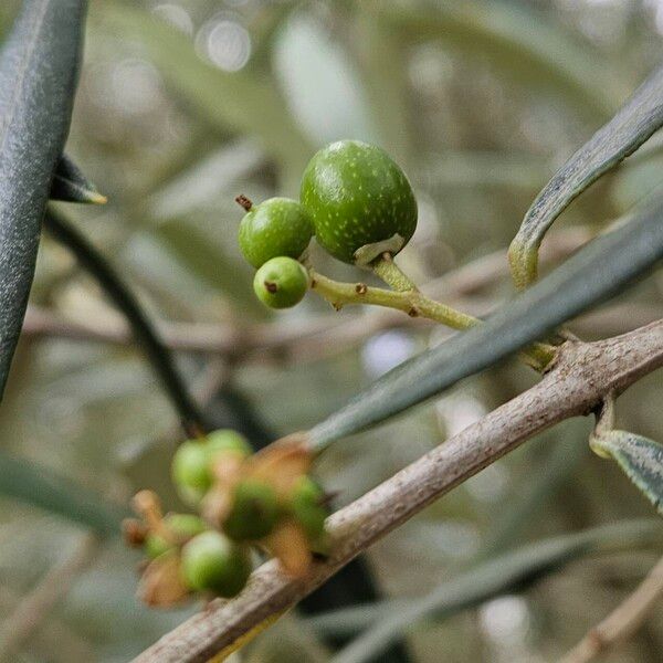 Olea europaea Vaisius