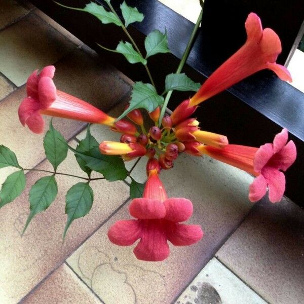 Campsis radicans Blomst