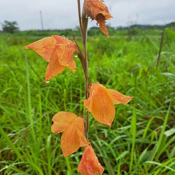 Gladiolus dalenii Blomma