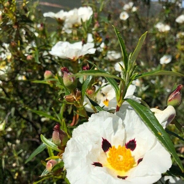 Cistus ladanifer Цветок