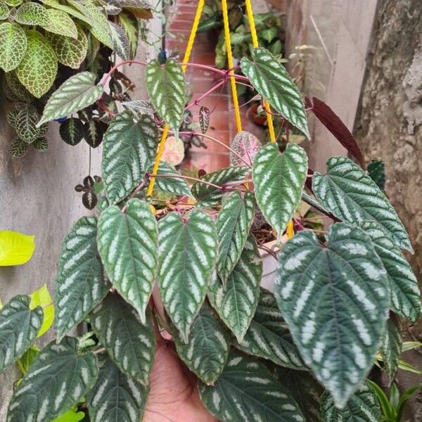 Cissus discolor Blad