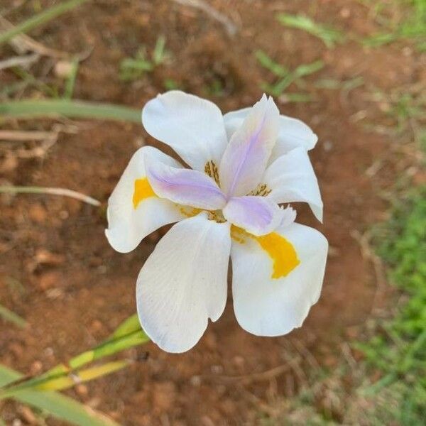 Dietes grandiflora Flower