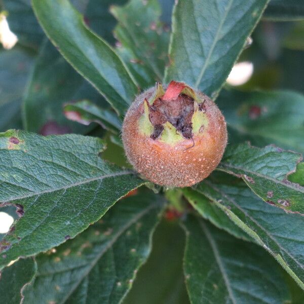 Crataegus germanica Fruit