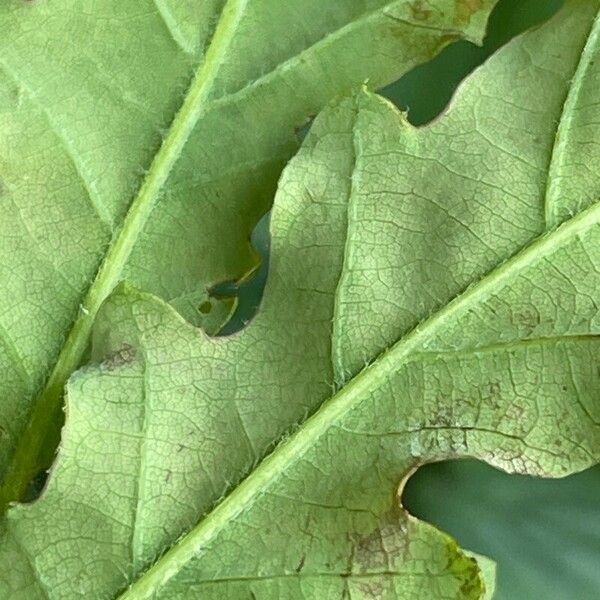 Quercus pubescens Лист