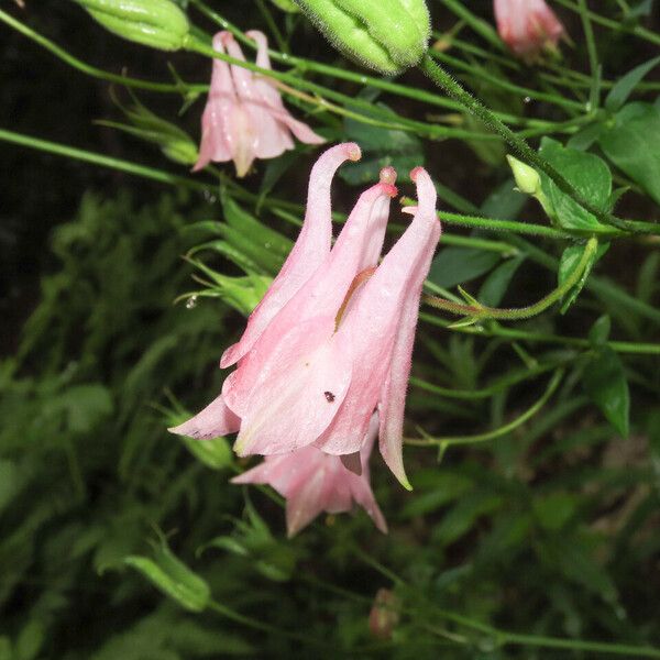 Aquilegia vulgaris Flor